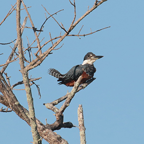 Ringed Kingfisher